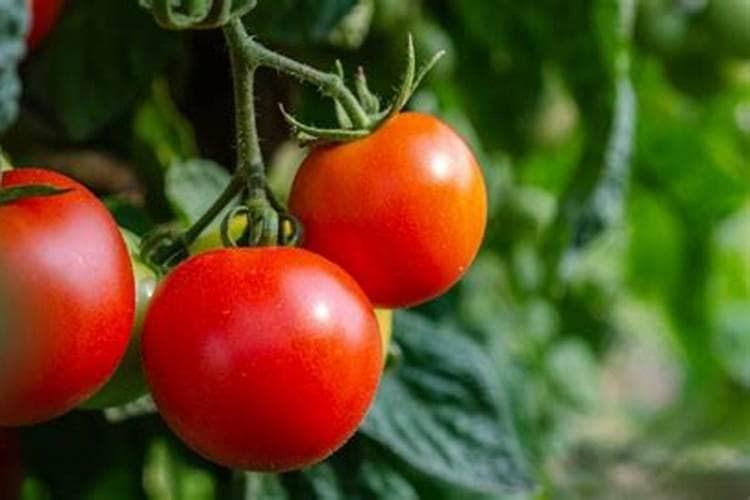 种植西红柿都需要施用什么肥料？