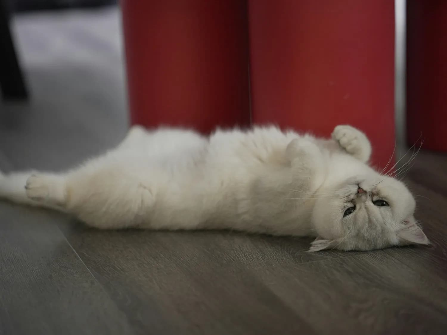猫咪治愈力爆表！帮你赶走焦虑