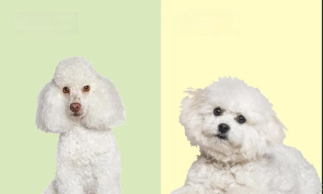 比熊犬的合理喂养（如何确定比熊犬每顿应该吃多少？）