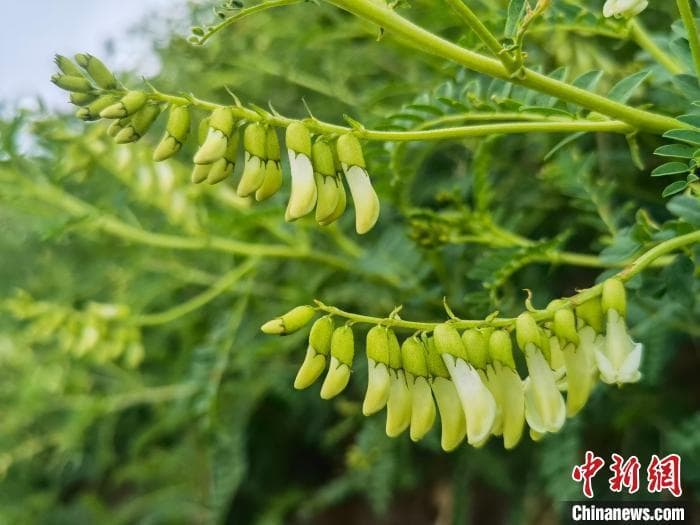 大同黄芪远销80多个国家和地区 全产业链产值达8亿元