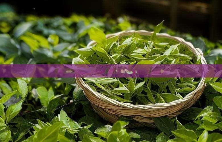 探秘茉莉普洱茶：养生功效与饮用指南