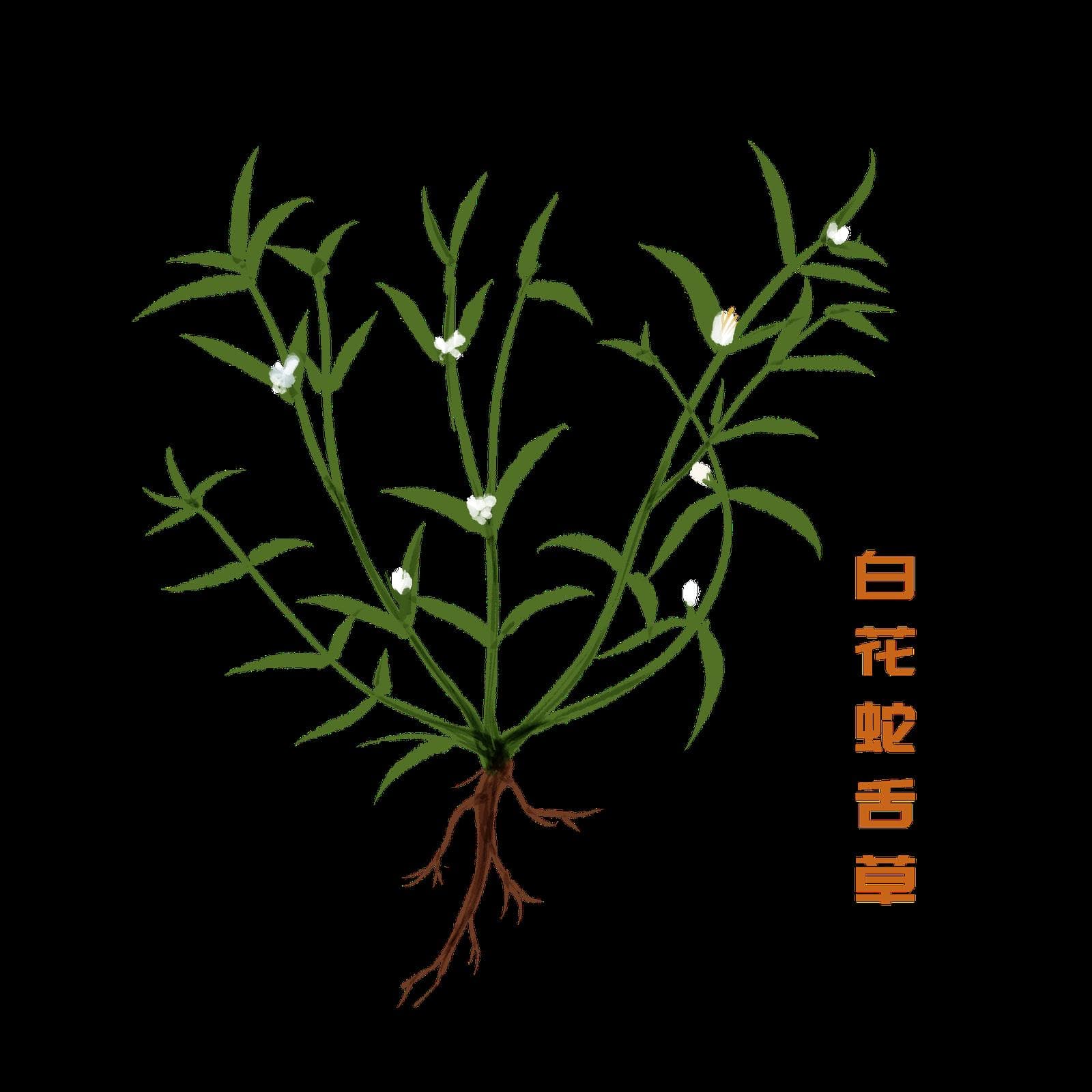白花蛇舌草的功效与使用方法