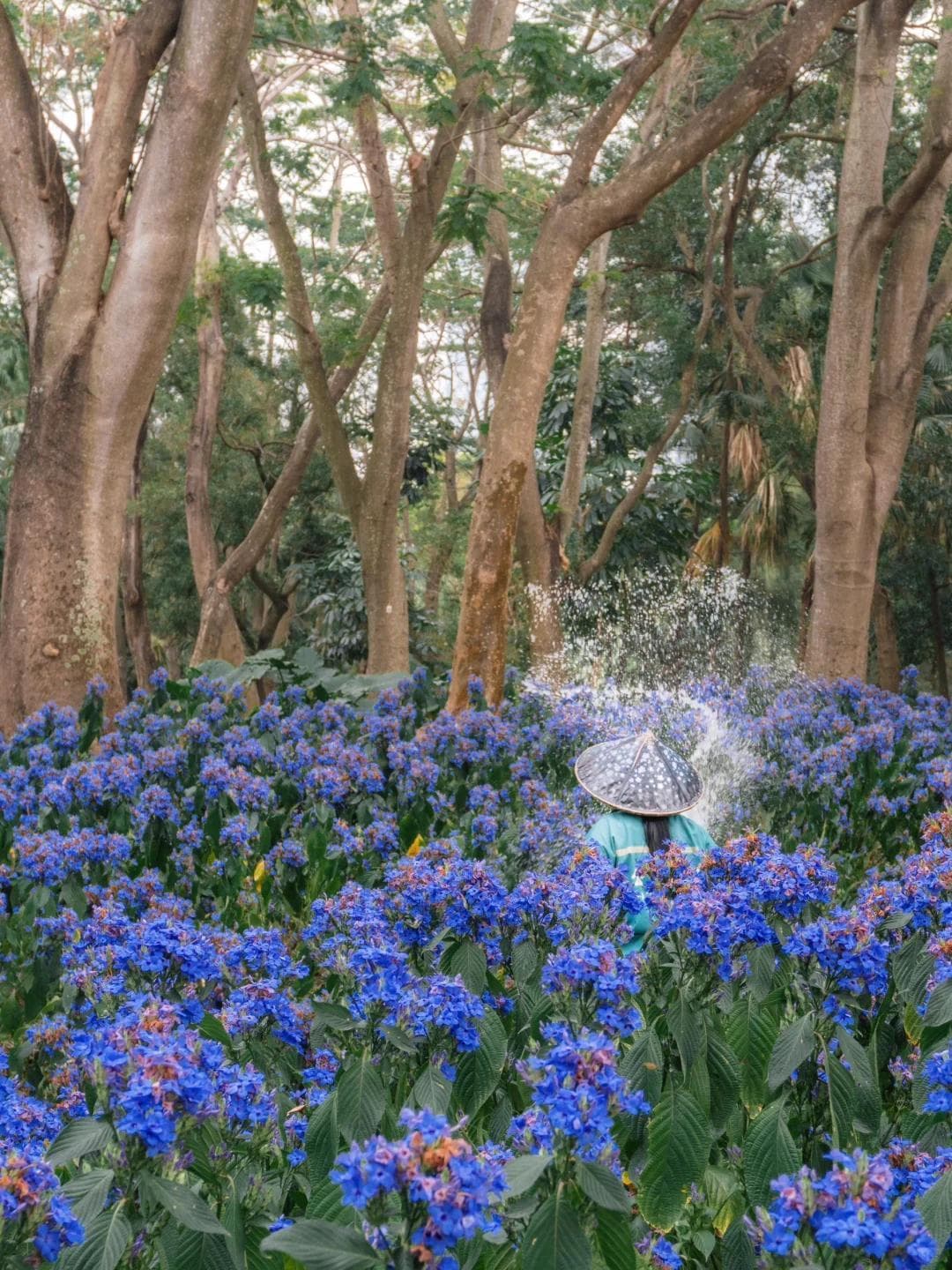 深圳花海强势刷屏！这篇赏花攻略快收藏
