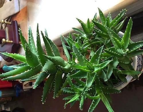 养殖芦荟的方法？如何养殖好芦荟