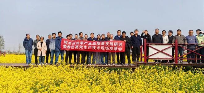 河北省油菜产业高质量发展暨绿色高效生产技术现场观摩会在衡水召开