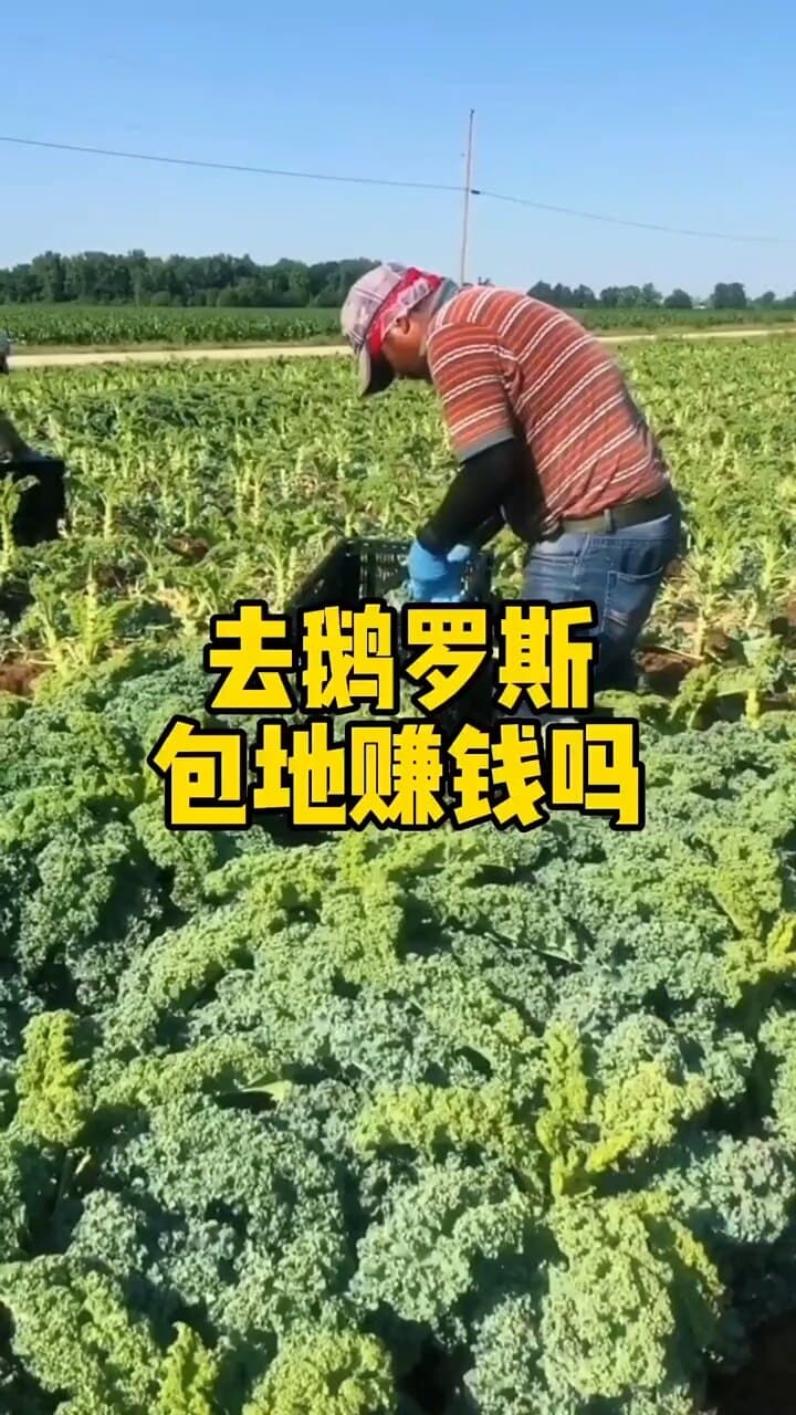 揭秘：种地赚钱吗？深入解析农业种植的收益前景