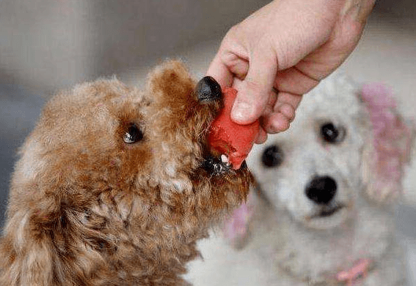 狗狗喜欢吃什么（最适合狗狗吃的 7 种食物）