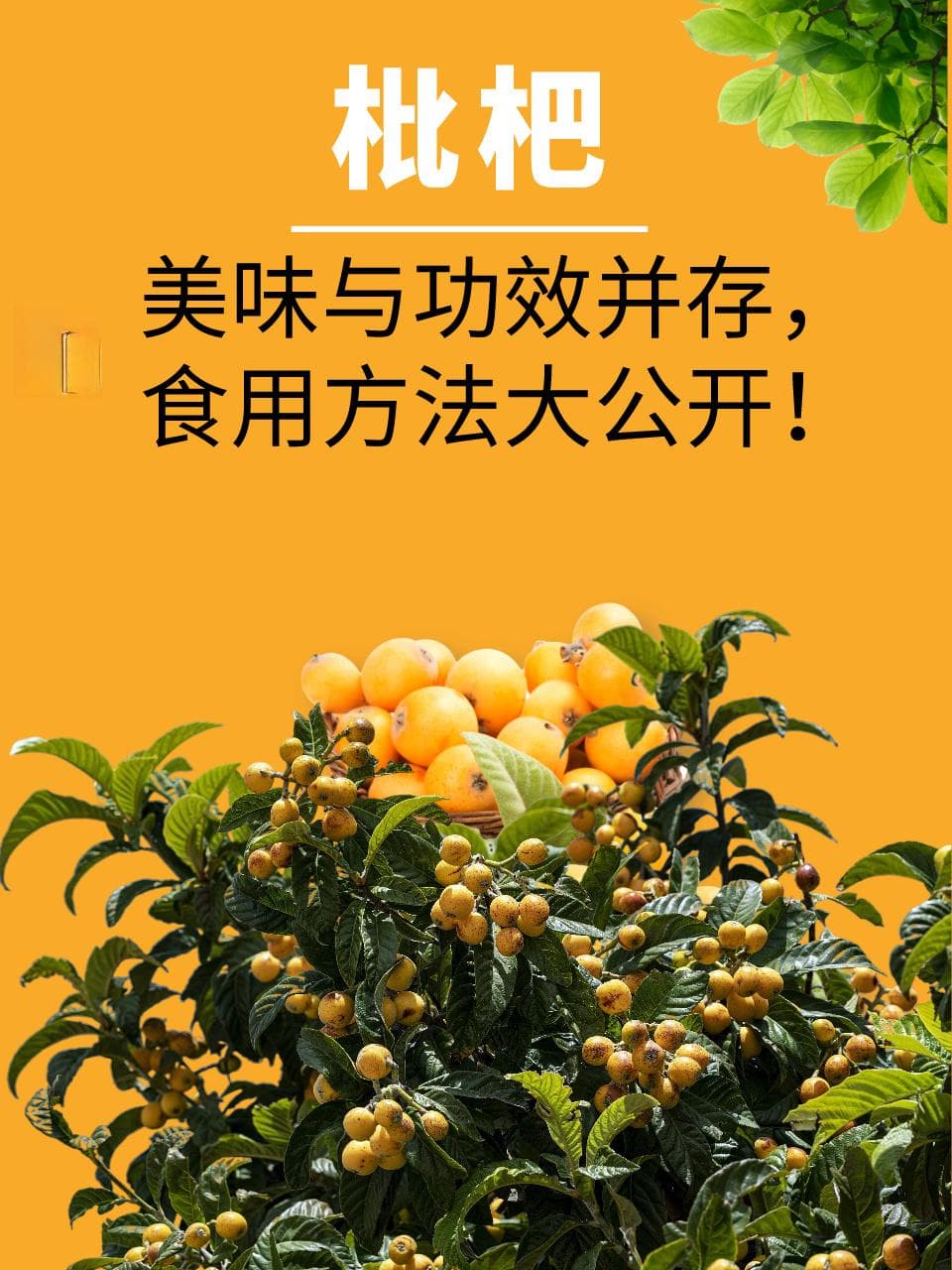 枇杷：美味与功效并存，食用方法大公开！