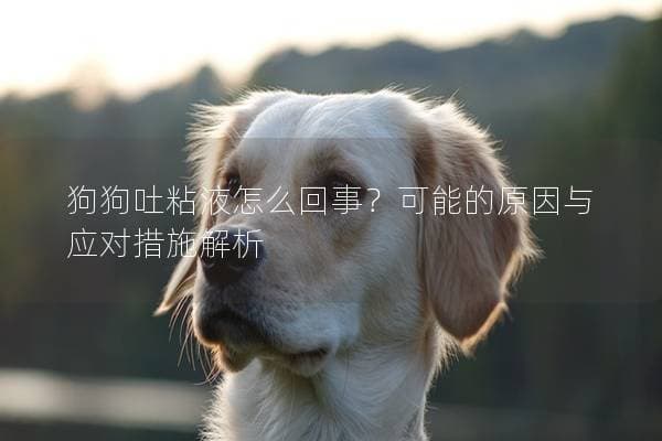 狗狗吐粘液怎么回事？可能的原因与应对措施解析