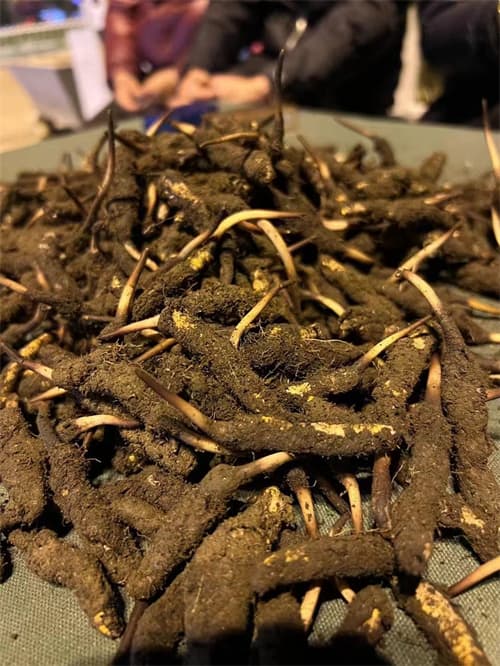 冬虫夏草的5个药效 对免疫系统有一定的调节作用