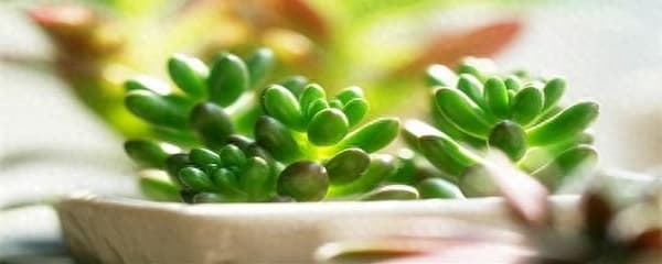 多肉用什么肥料最好（多肉植物的施肥方法讲解）