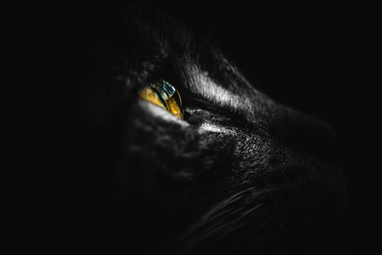 《妖猫传》里的大唐盛世，陈凯歌的梦幻艺术
