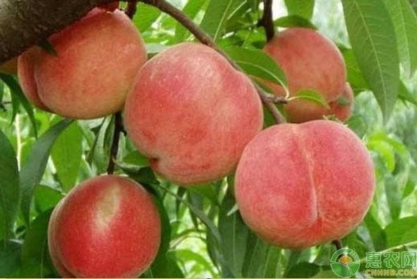 冬季果树种植指南：8种耐寒果树品种详解