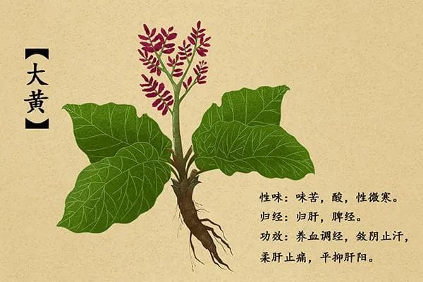 中药材大黄的功效与作用