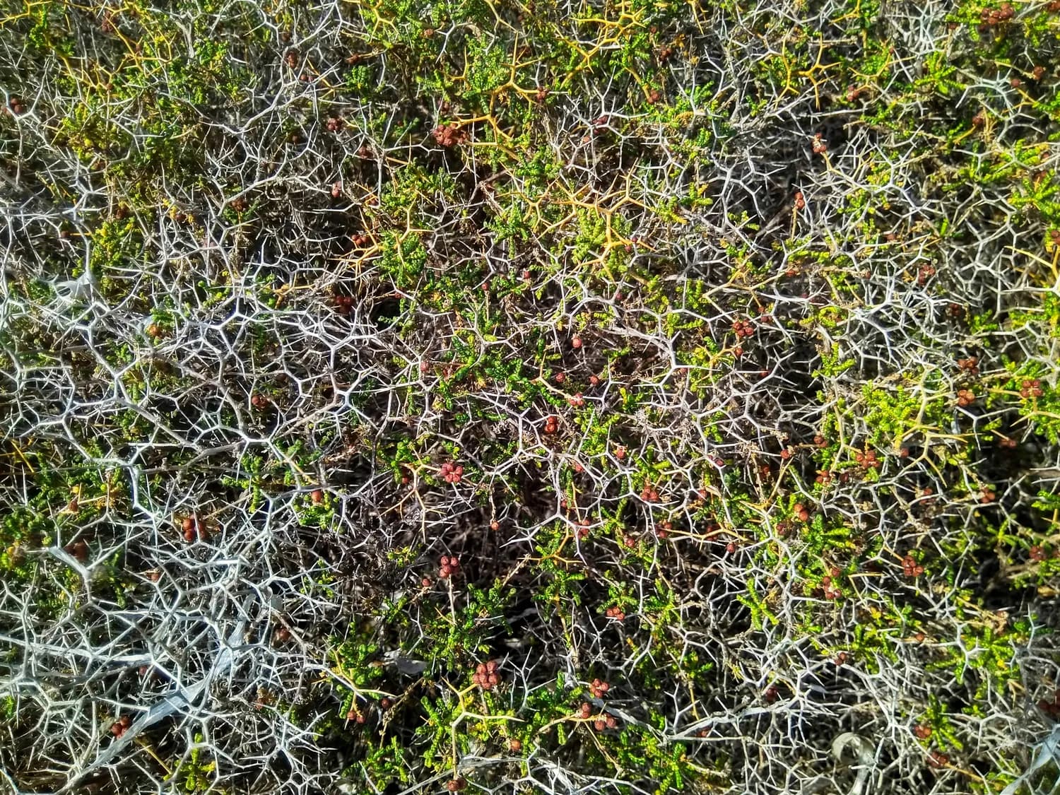 地锦草中的黄酮成分：科学解读其神奇功效