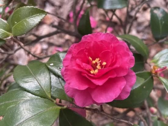 “阳光茶花”惊艳登场！上海五大公园茶梅观赏指南