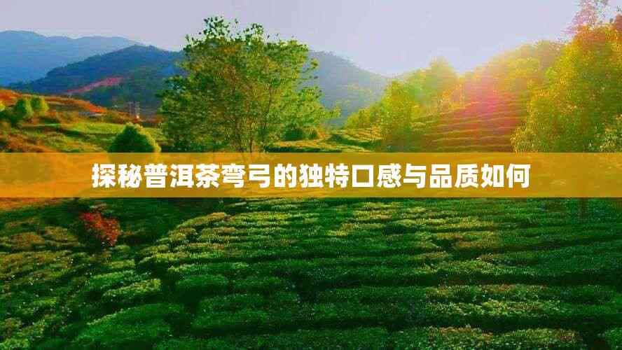 探秘普洱茶弯弓的独特口感与品质