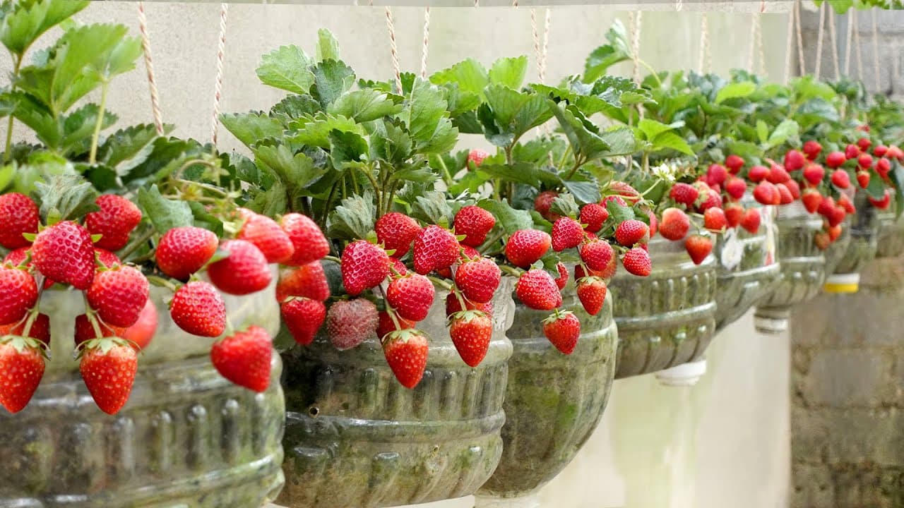 如何在塑料瓶中种植草莓？
