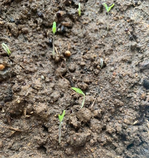 番茄种子发芽全过程：关键因素与实用技巧详解