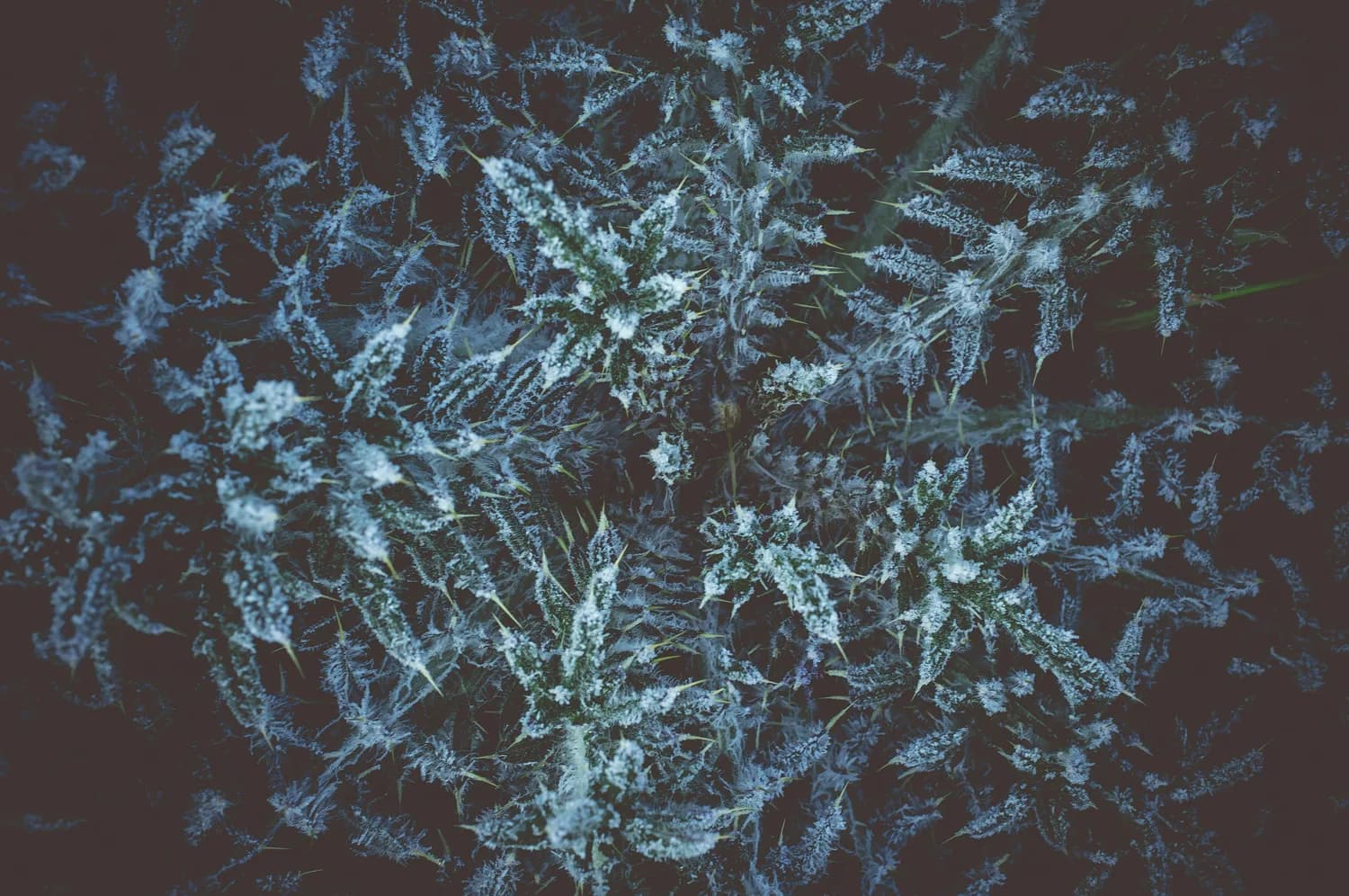 植物大战僵尸2：芦藜药师最强搭档揭秘