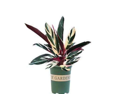 耐阴植物大全：15种适合阴暗环境的植物和养护技巧