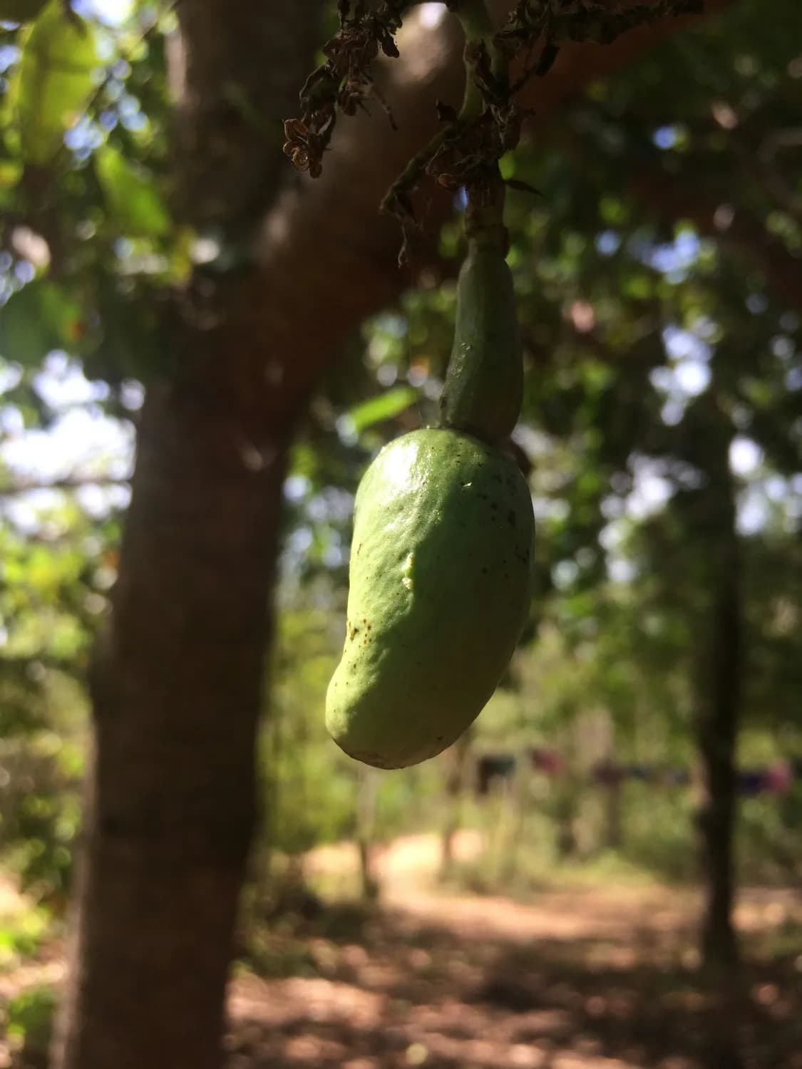 八月瓜爆红昆明！营养价值堪比奶类，维生素C是柑橘3倍