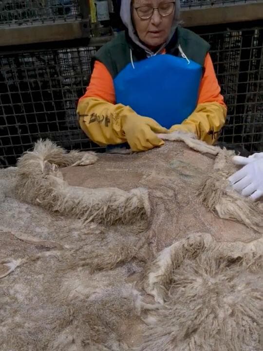 探秘羊毛被的严苛制作工艺与品质鉴别秘诀