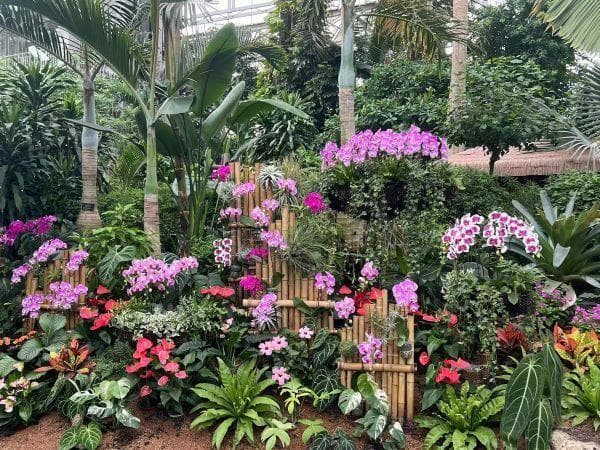 上海植物园秋季园艺文化展开幕 “上植赏秋十景”出炉