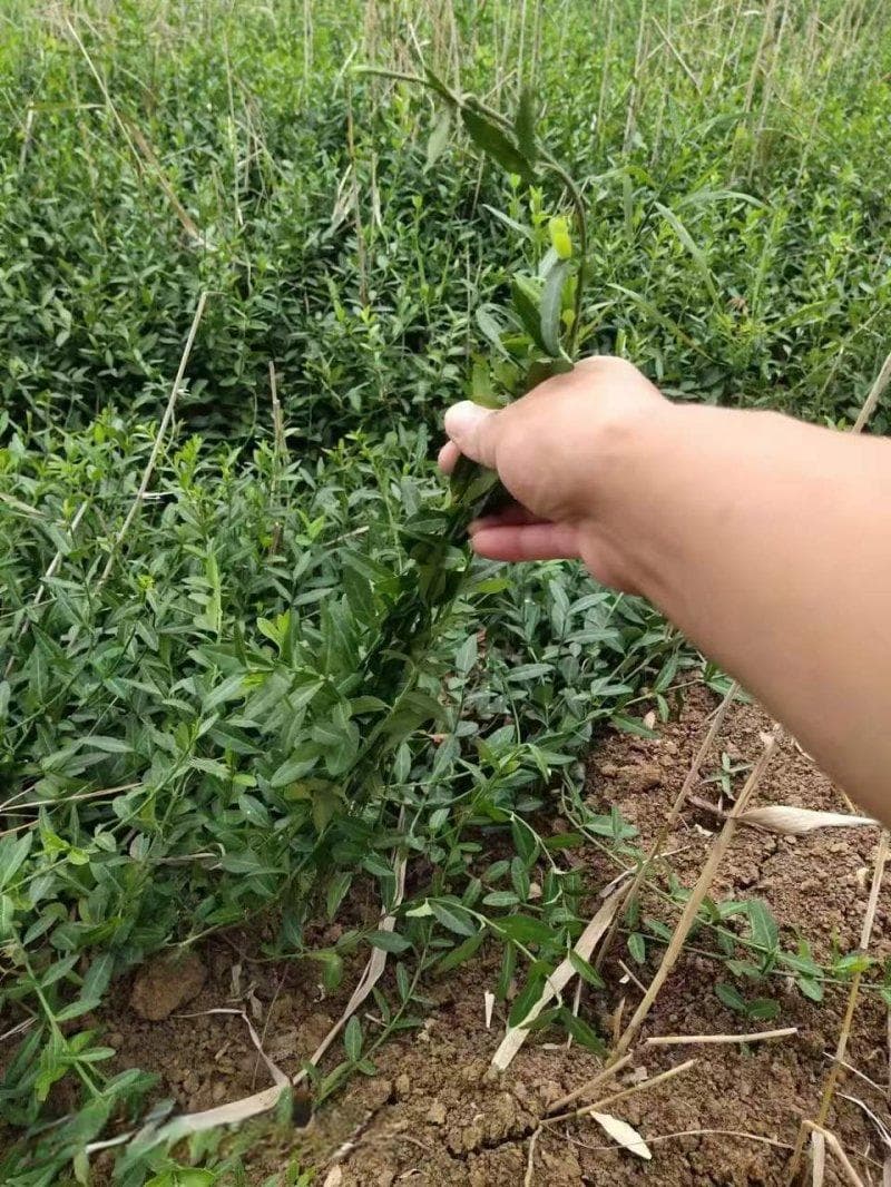 广东阳台垂直绿化：打造绿色生活空间