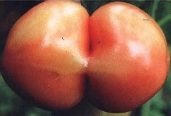 一眼辨别真菌、细菌、病毒、生理及药害