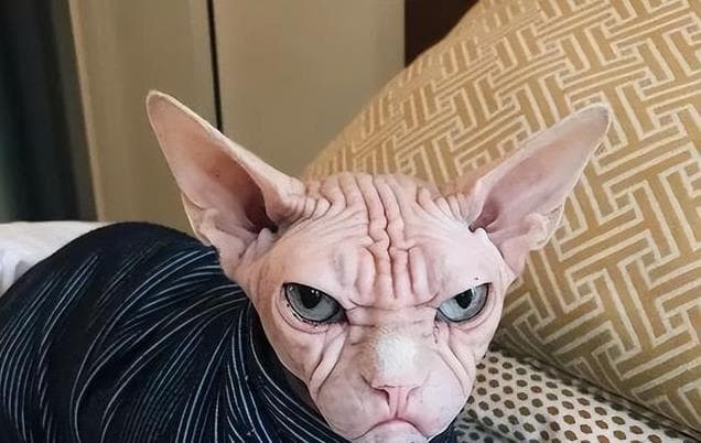 无毛猫吃什么猫粮好？记住这5点，不花冤枉钱！