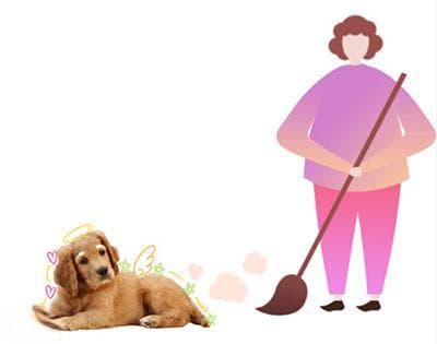 狗狗皮肤病恶化至化脓溃烂，如何紧急应对？