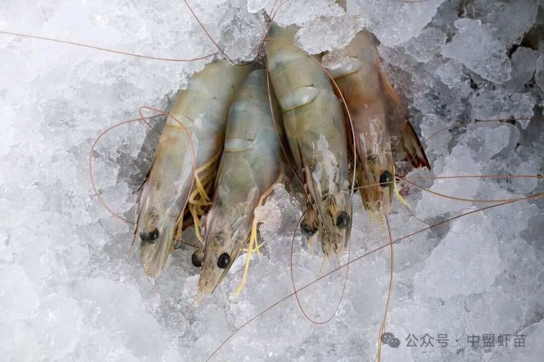探秘虾须的神秘力量：不仅是美景的一部分，更是关乎生存的重要器官！