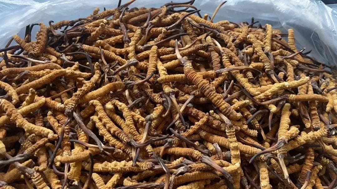 一定要放冰箱冷藏吗？冬虫夏草的正确储存方式