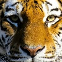 孔雀鱼最低水温是多少