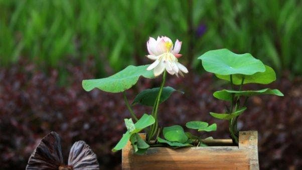 如何成功养殖莲花？（注意事项和方法大揭秘，成为莲花养殖达人！）
