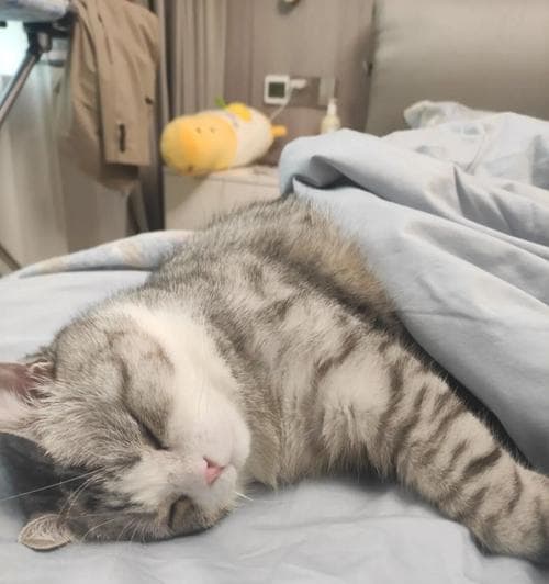 如何让小猫晚上安静睡觉？解决小猫夜间活动的15个实用方法