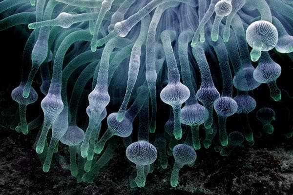 樱蕾篷锥海葵：家庭水族箱中的独特观赏海葵