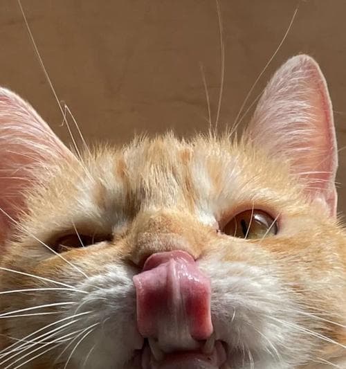 深度解析：猫咪舔人的13种可能含义