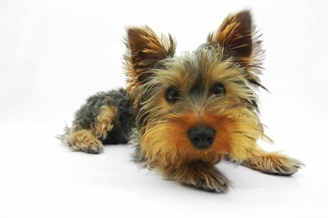 约克夏梗犬：维多利亚时代的时尚宠物