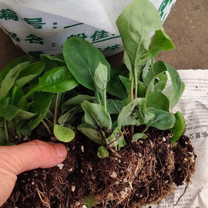 非洲菊的养殖方法和注意事项