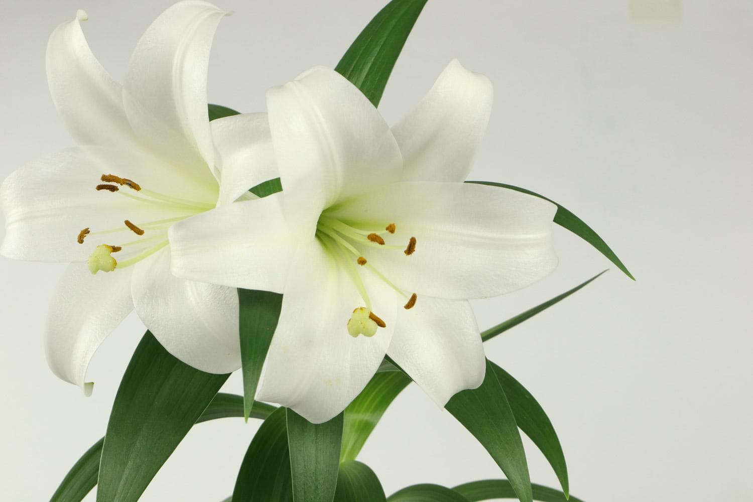 百合花的花语和象征寓意