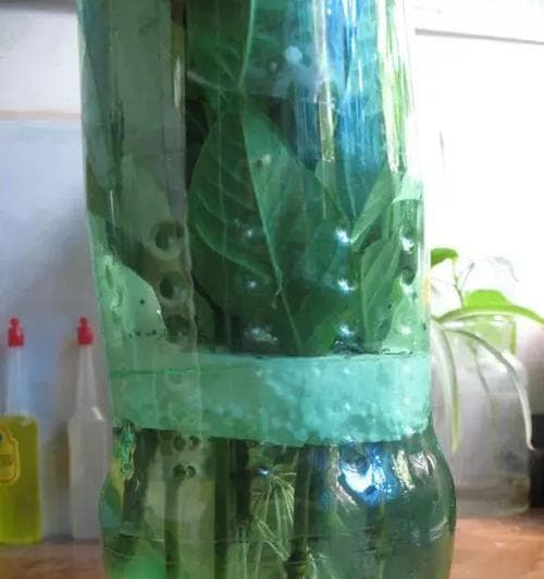凤仙花扦插繁殖完全指南：从准备到管理的全程详解
