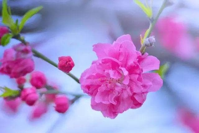 桃花修剪指南：杯状形与开心形两种修剪方法详解
