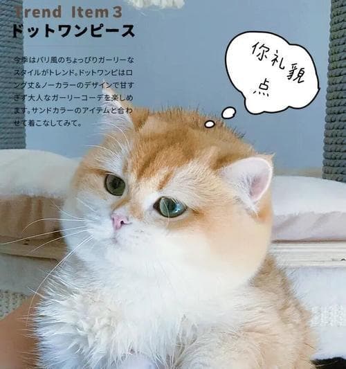 猫咪的恐惧之味（揭秘猫咪最怕的味道及应对方法）