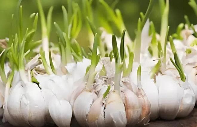 食物发芽后，到底能不能吃？终于弄懂了！