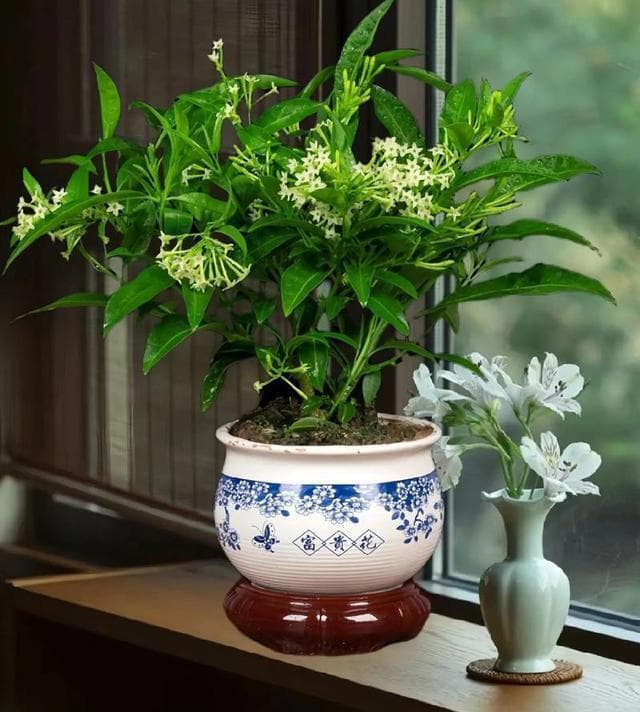 养花必知的 10 条养殖技巧，让你的花儿娇艳欲滴