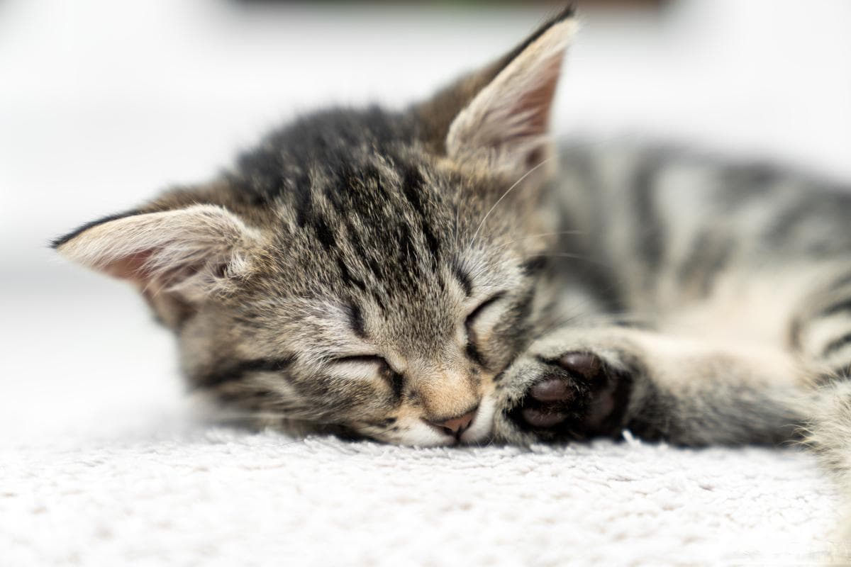 猫的智商揭秘：短期记忆超16小时，相当于3岁儿童