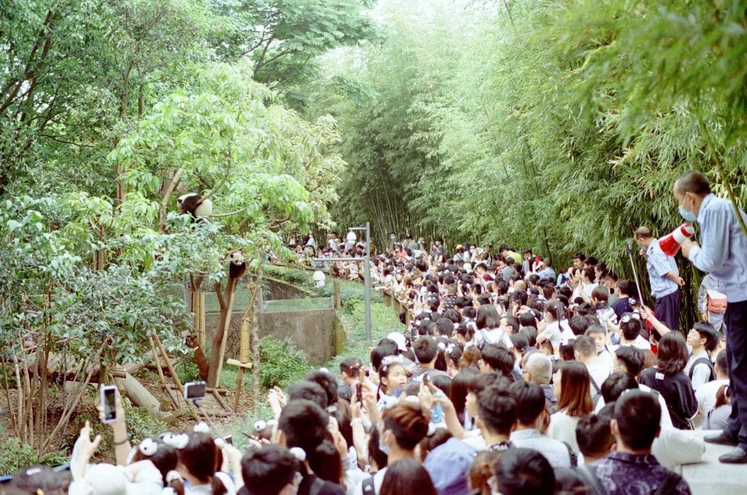 成都大熊猫繁育研究基地：科普活动精彩纷呈，助力生物多样性保护