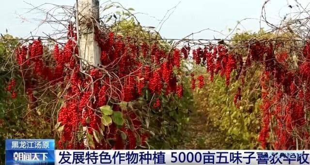 金秋时节果实累累映红农民笑颜，辛苦劳动的农民年收入有多少？